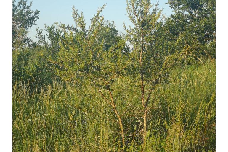 Vachellia exuvialis -4795