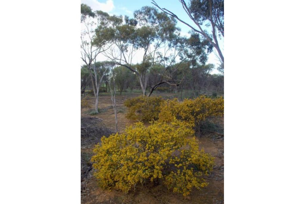 Stekelige zand acacia