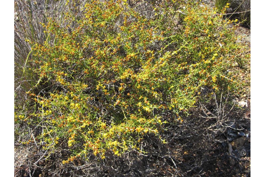 Baxter's acacia