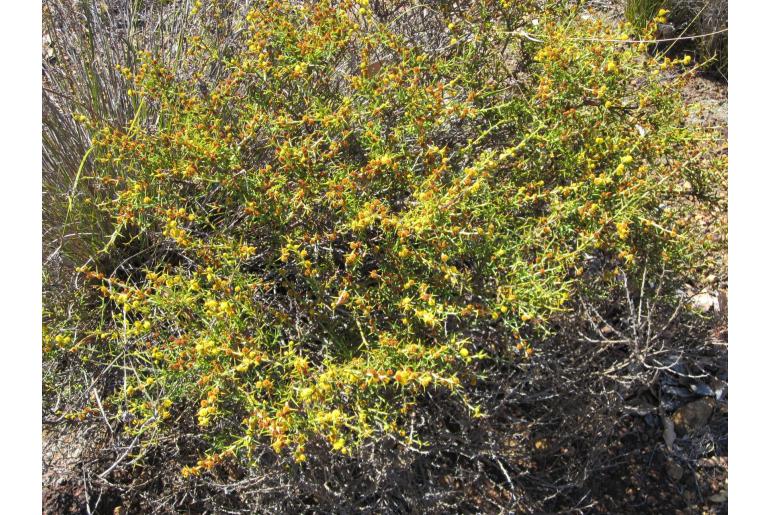 Acacia baxteri -4808