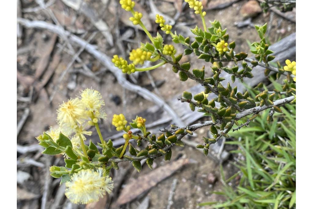 Dubbelgetande acacia