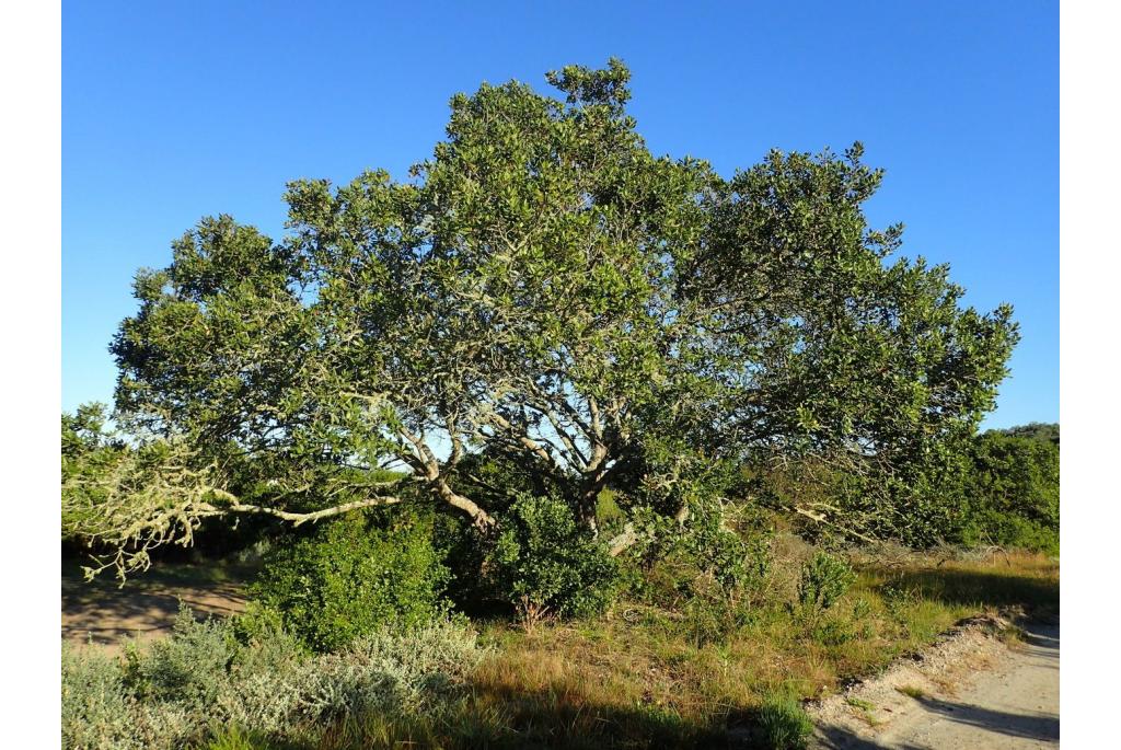 Pittosporum met groene bloemen