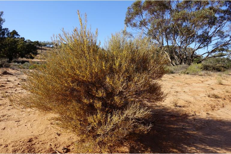 Acacia euthycarpa -4818