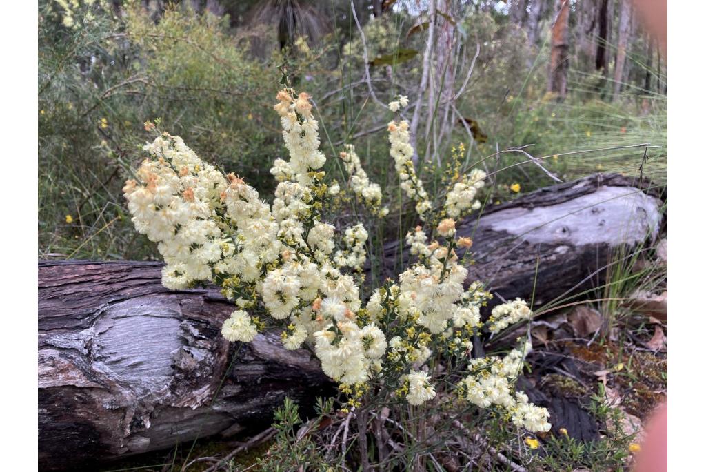 Hugel's acacia