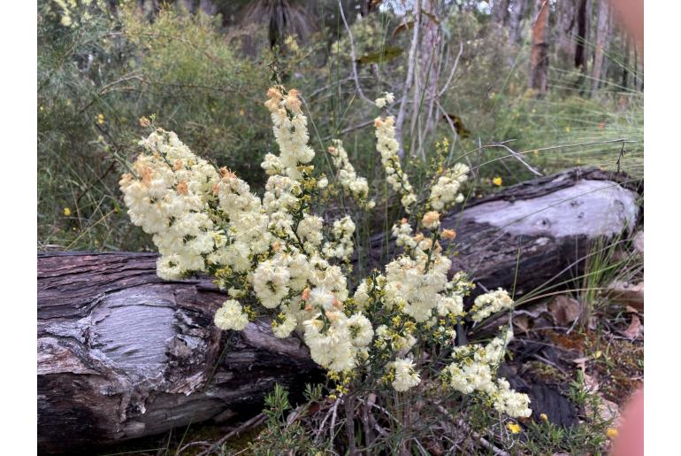 Acacia huegelii -4820