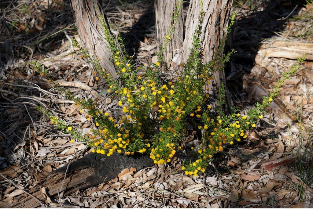 Dwellingup acacia