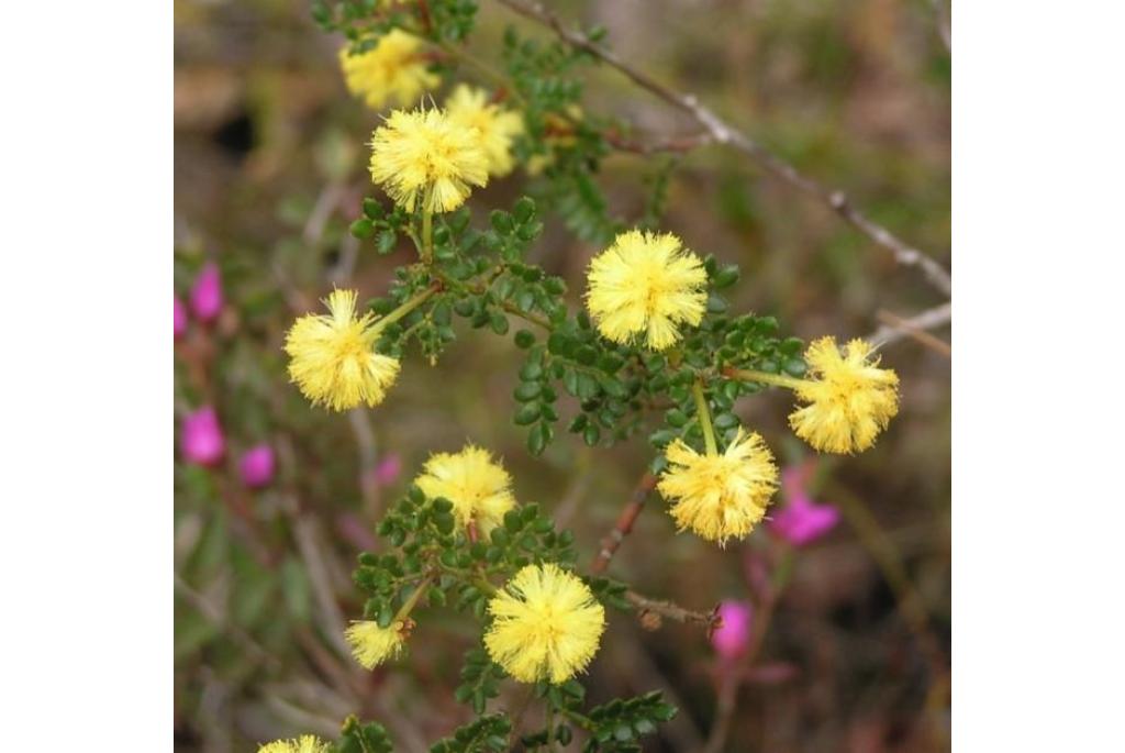 Geelachtig acacia