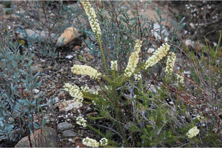 Acacia horridula -4825