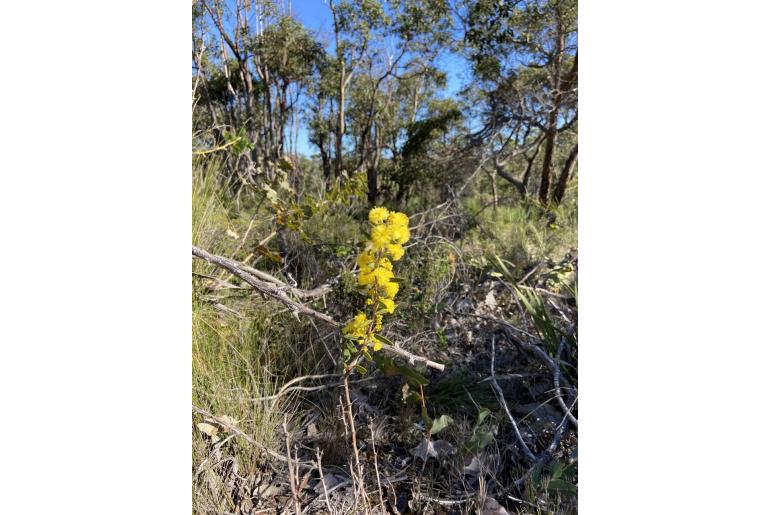 Acacia nervosa -4826