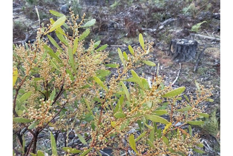 Acacia obtusata -4827