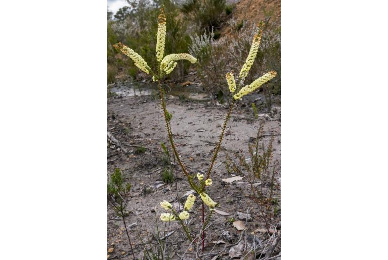 Acacia hastulata -4832