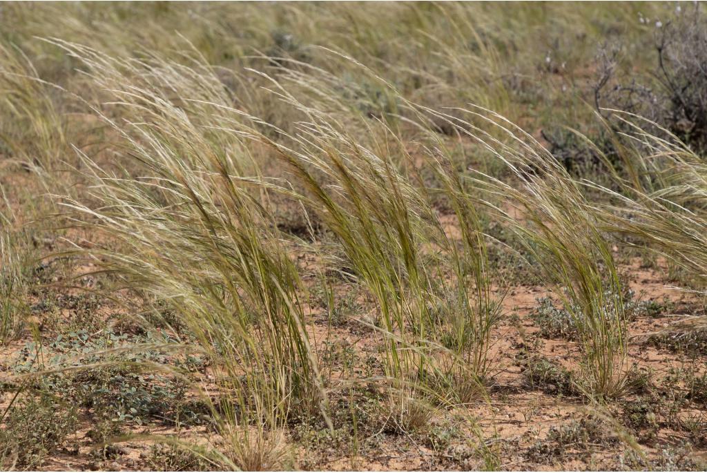 Glimmende austrostipa