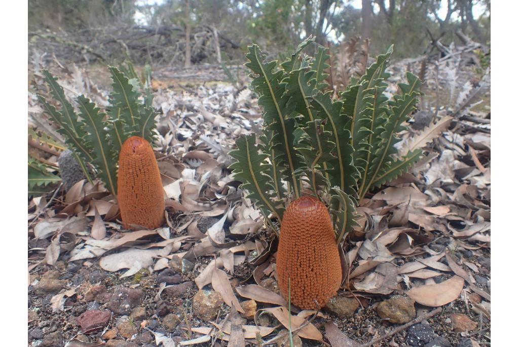 Gardner's banksia