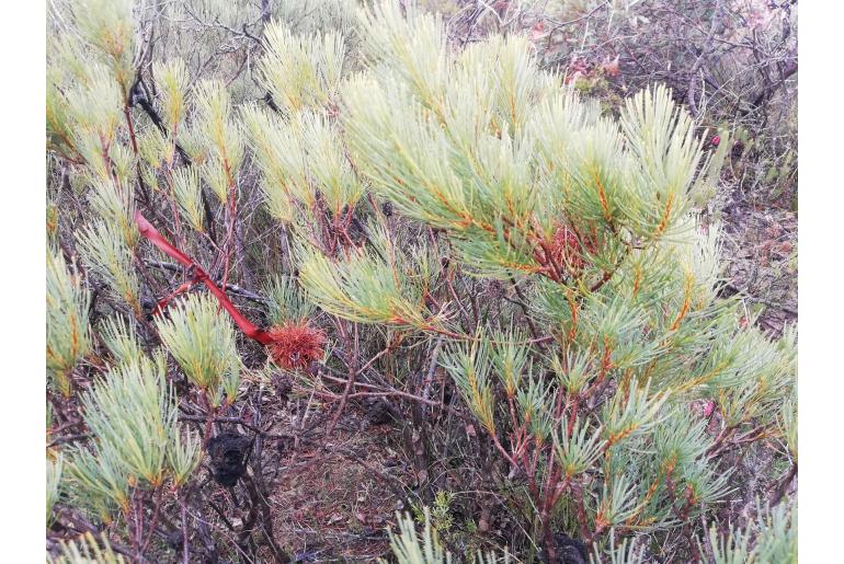 Banksia sphaerocarpa -4837