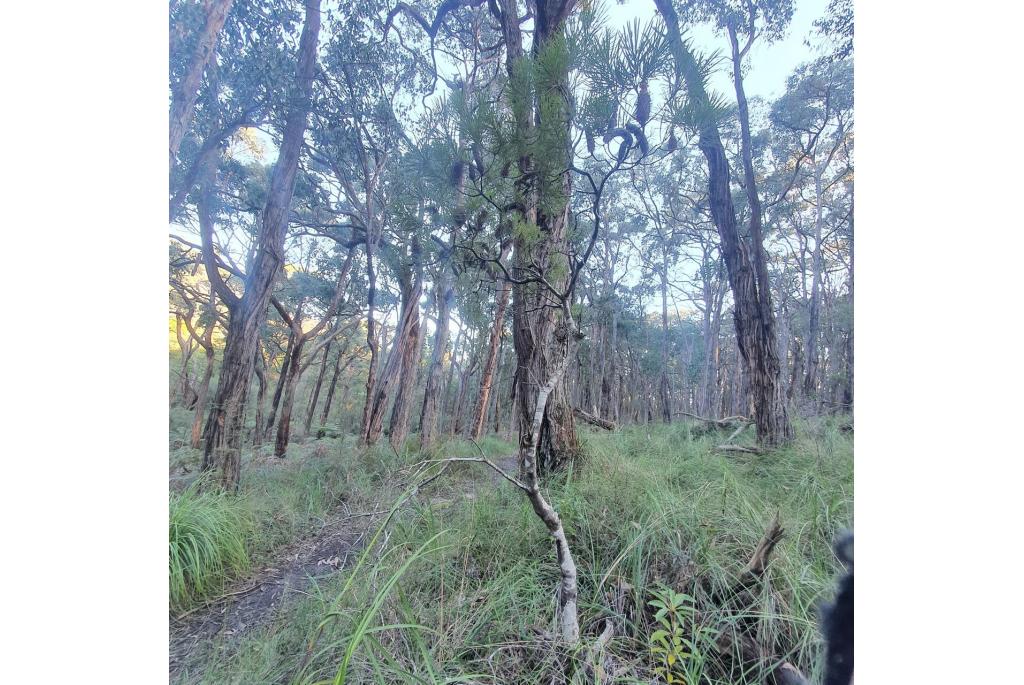 Cunningham's haarspeld banksia