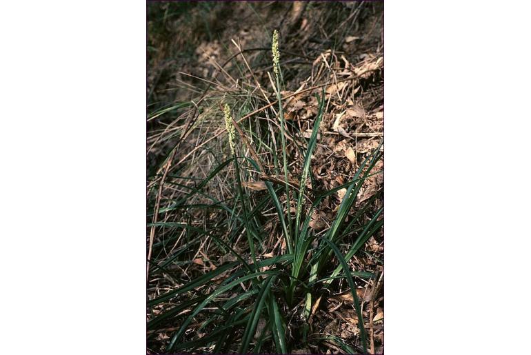 Carex incomitata -4847