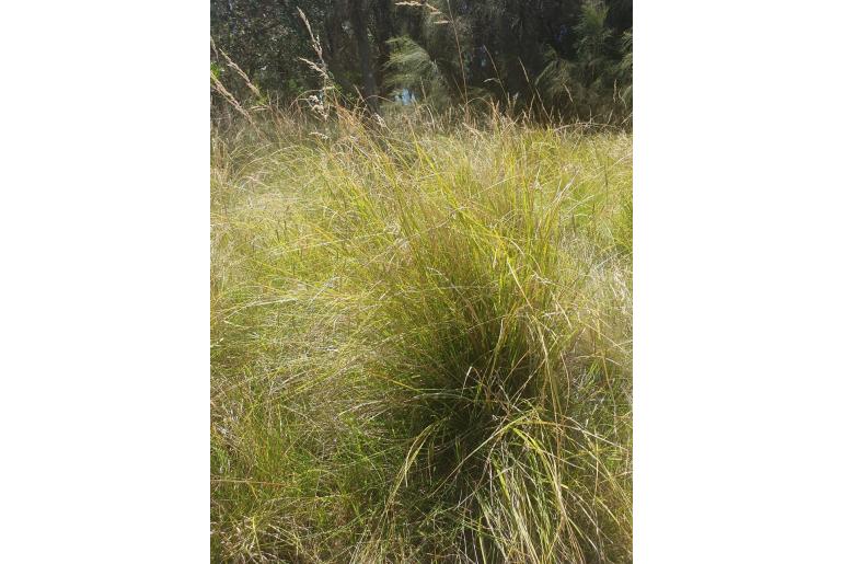 Carex longebrachiata -4848