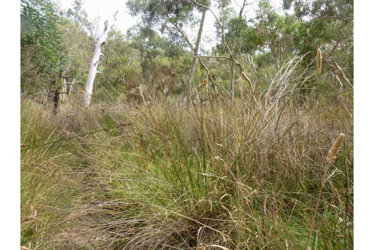 Carex tereticaulis -4849