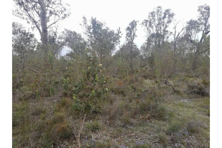 Banksia sessilis -4859