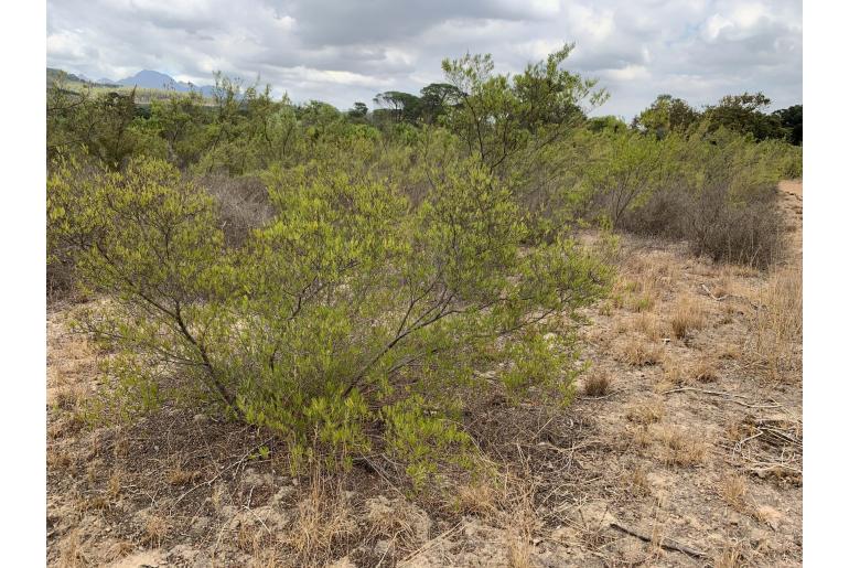 Dodonaea viscosa ssp angustifolia -4862