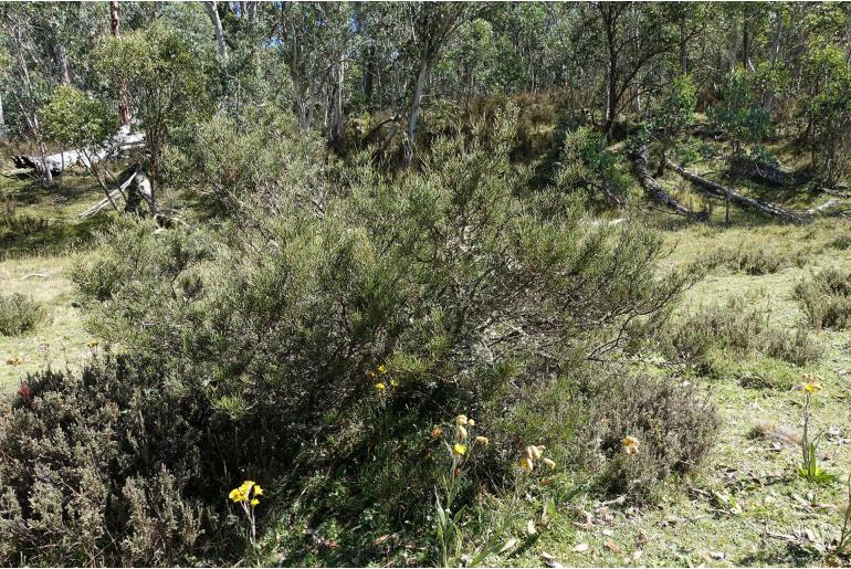 Hakea microcarpa -4872