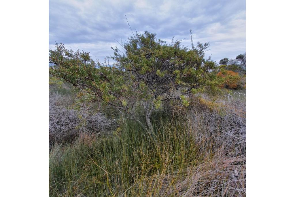 Cilindervormig blad hakea