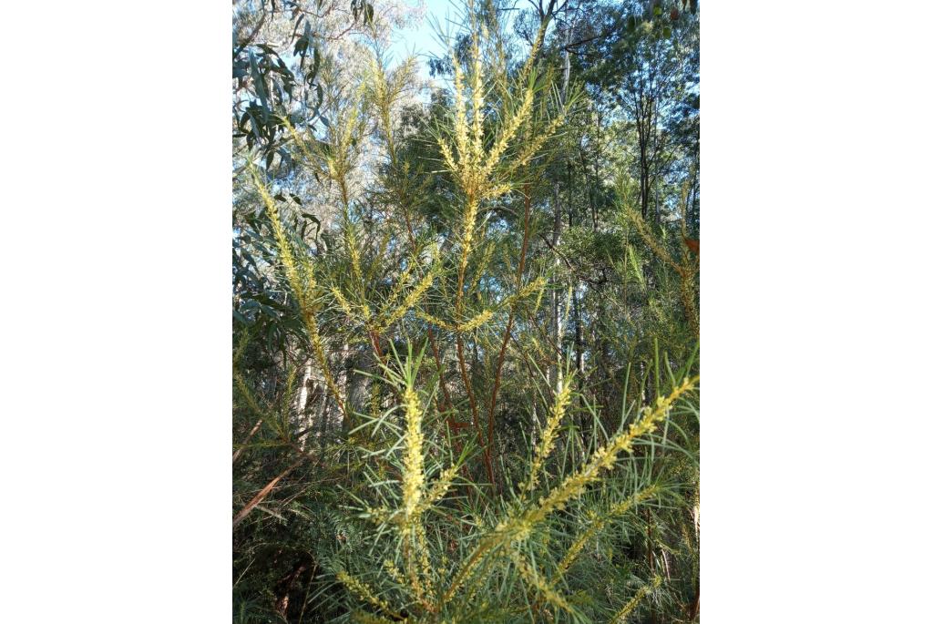 Gele hakea