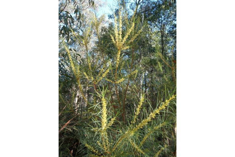 Hakea nodosa -4880