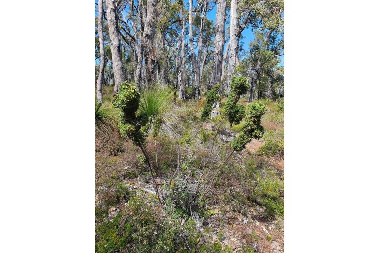 Hakea ruscifolia -4882