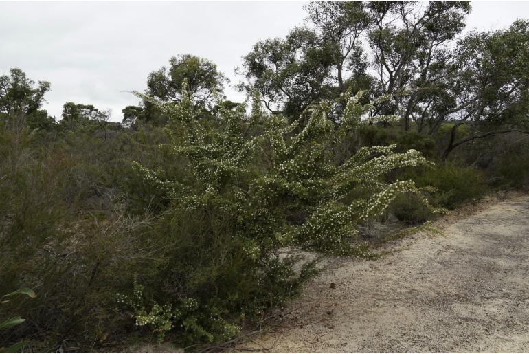 Hakea varia -4883