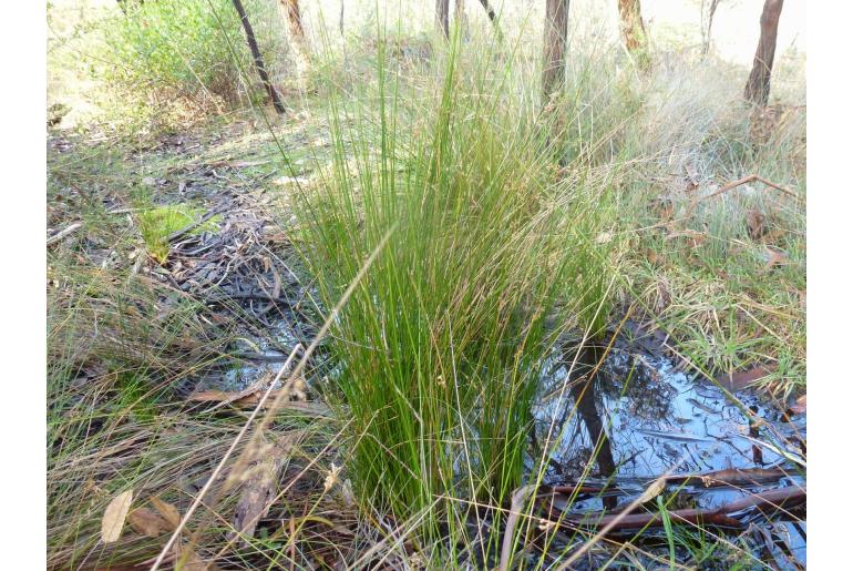 Juncus pauciflorus -4893