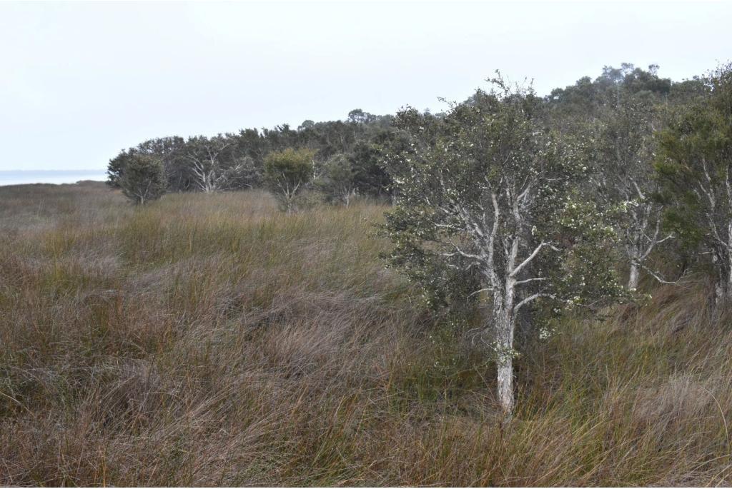 Zout water Melaleuca