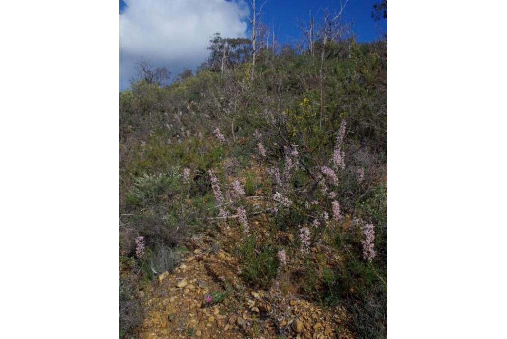 Tweelobbige petrophile