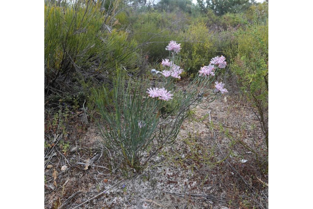 Lineaire petrophile