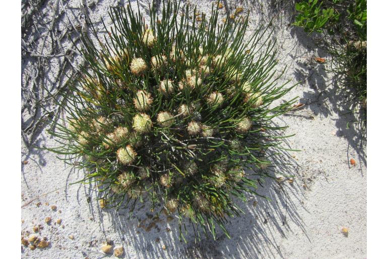 Petrophile longifolia -4929