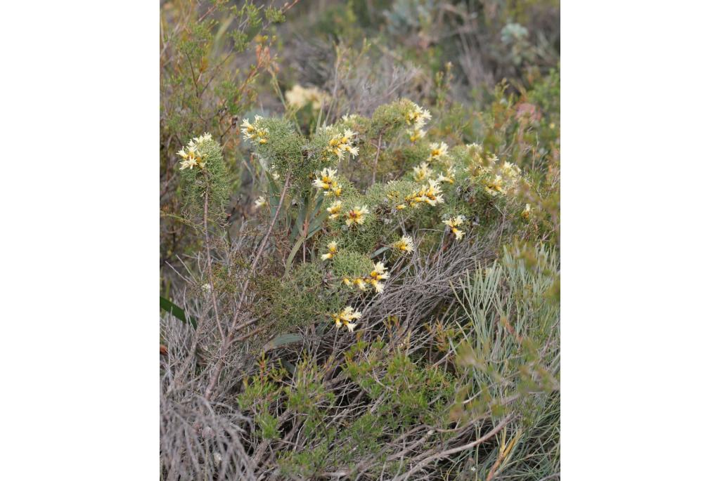 Gestreepte petrophile