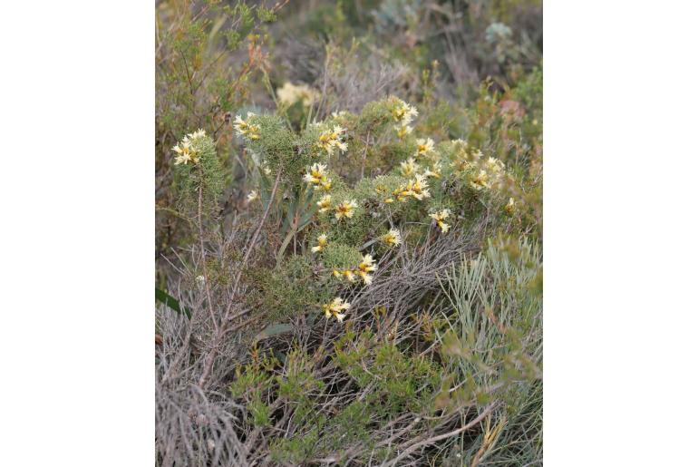 Petrophile striata -4931