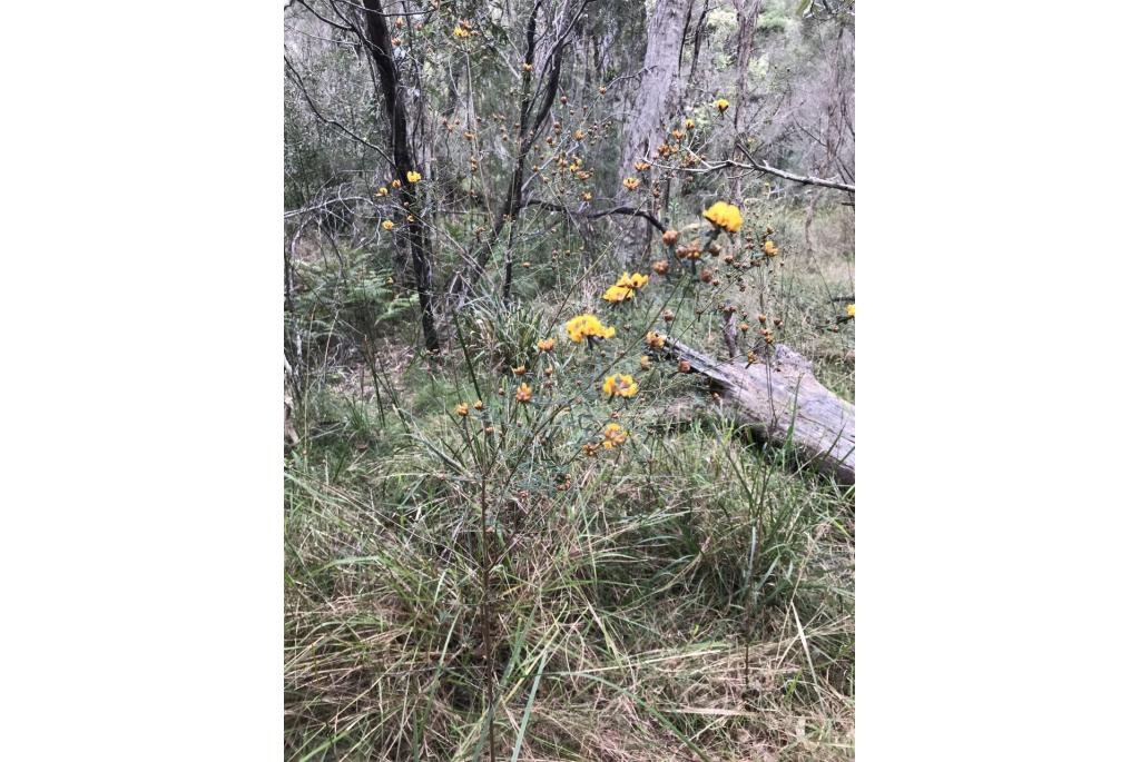 Gekerfde pultenaea