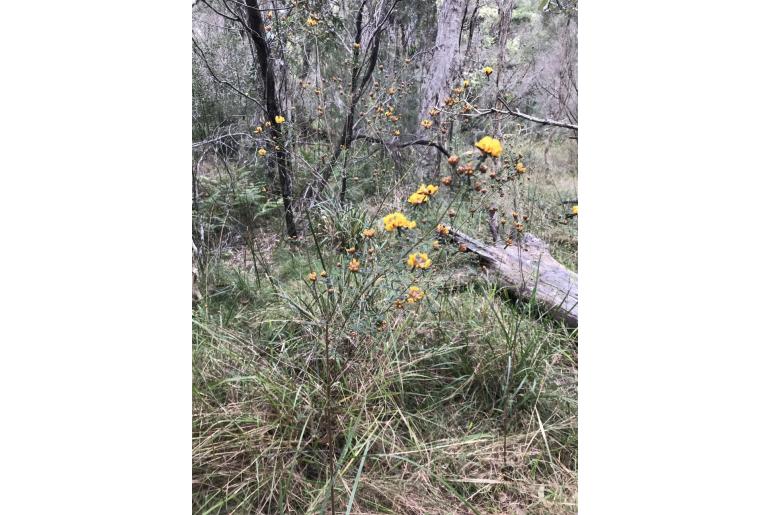 Pultenaea retusa -4948