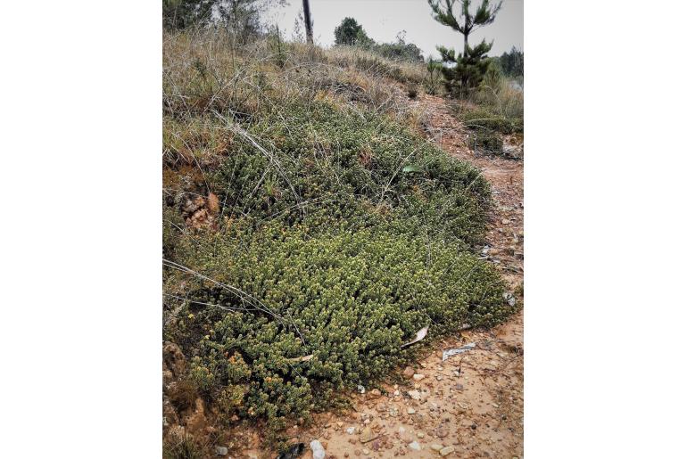 Pultenaea subspicata -4954