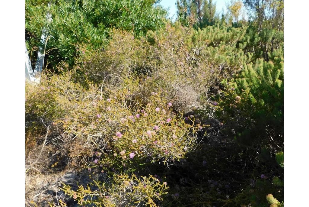 Ciliated Melaleuca