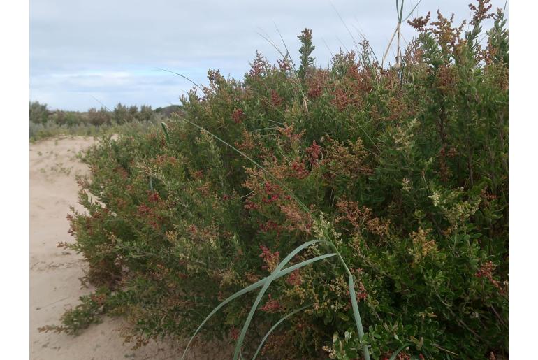 Chenopodium candolleanum -4956