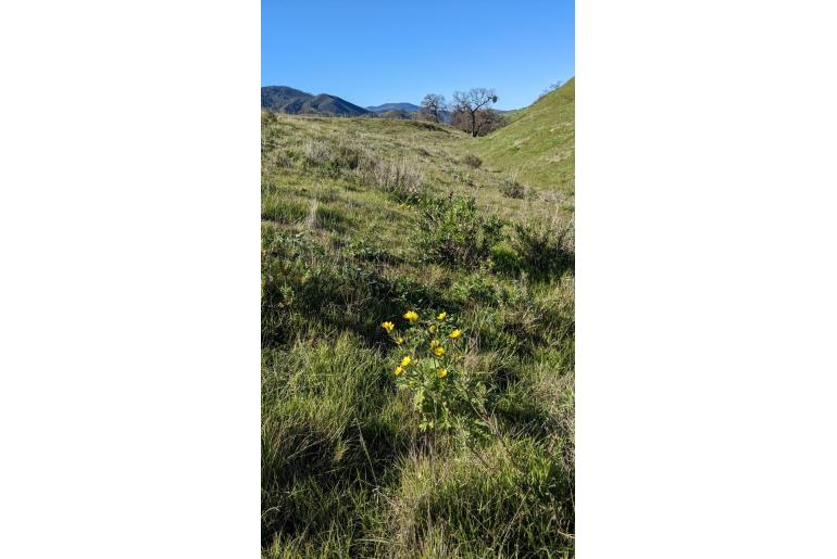 Ranunculus californicus -4964