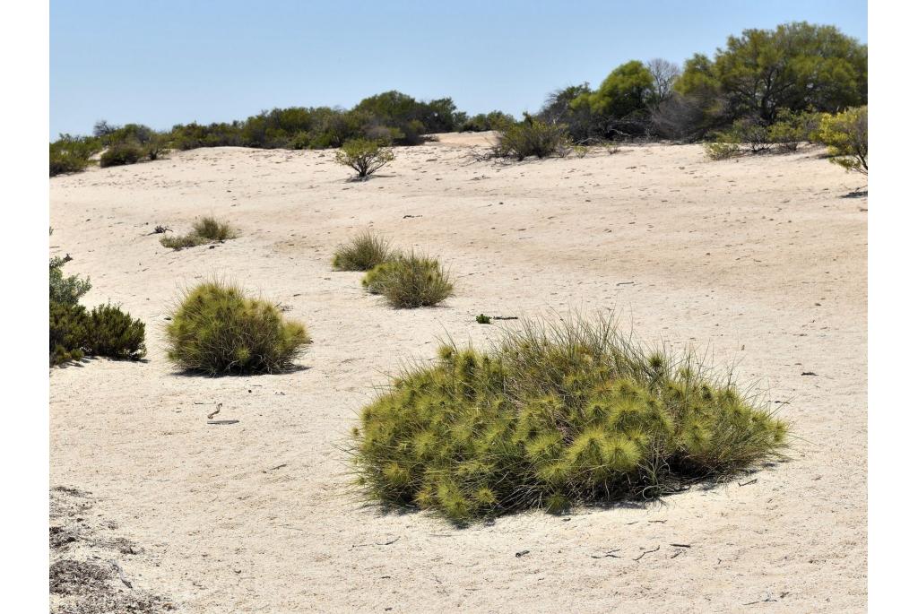 Langbladige spinifex