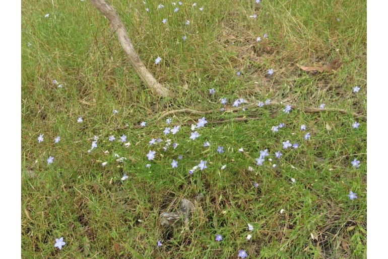 Wahlenbergia stricta -4979