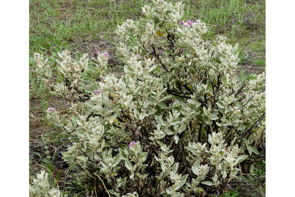 Nachtschade met wollig blad