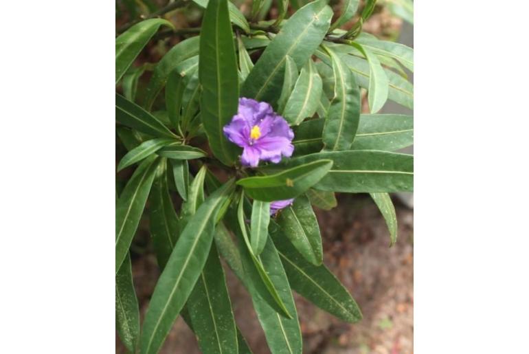 Solanum symonii -4994