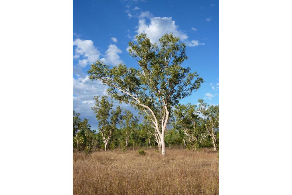 Noordelijke zalm-eucalyptus