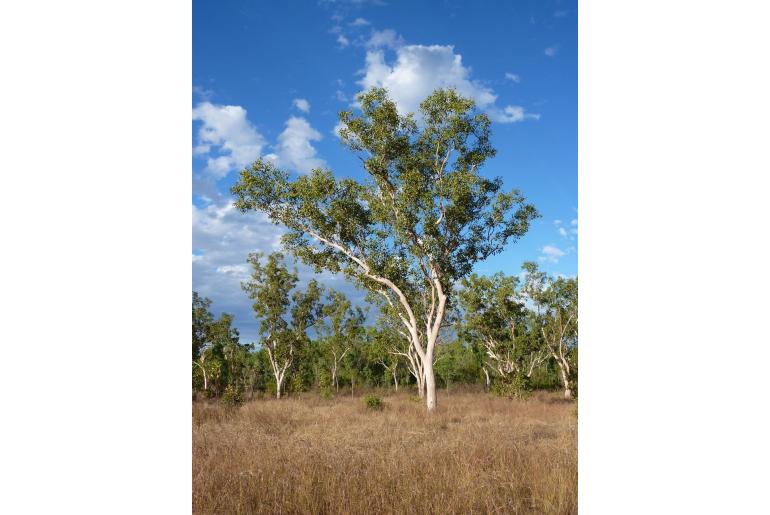 Eucalyptus bigalerita -5012