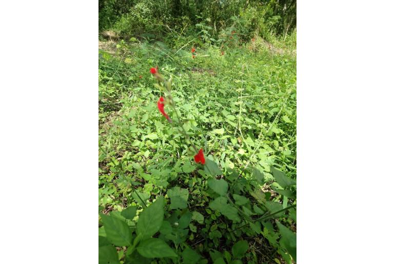 Salvia coccinea -5024